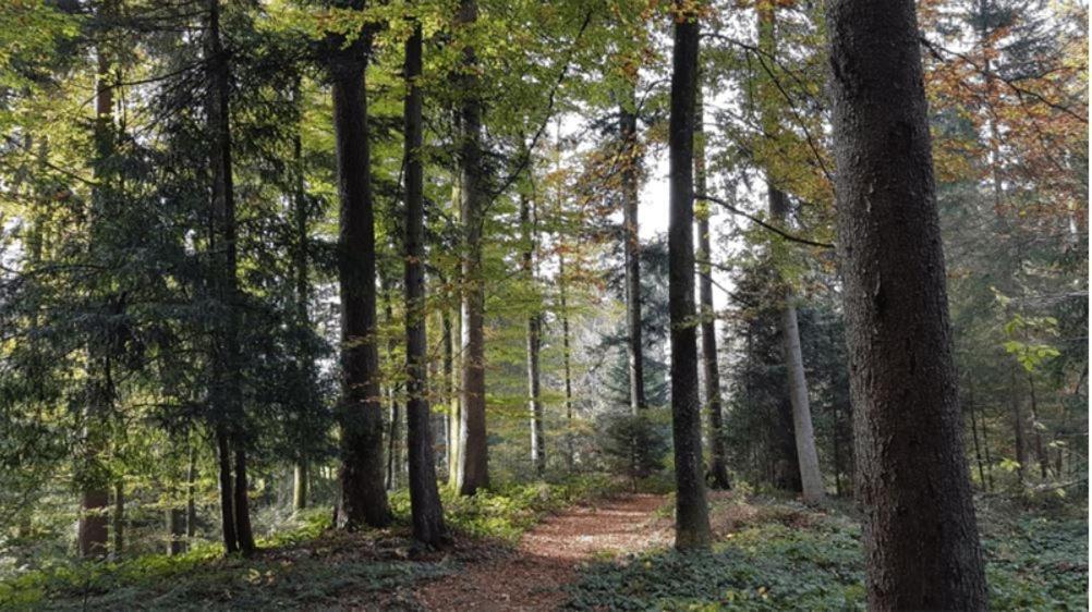 Appartamento Haus Berchtold Alberschwende Esterno foto